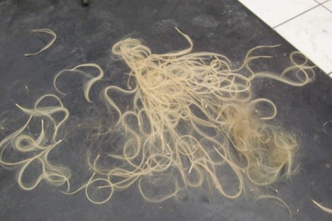 Spaghettin som skolmattanterna skrapade upp från golvet? Nej, bara mitt gamla hår. 