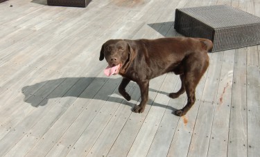 Grannens hund Bruno tittade förbi. Tror han tycker om när Peter leker med honom och kastar pinnar.